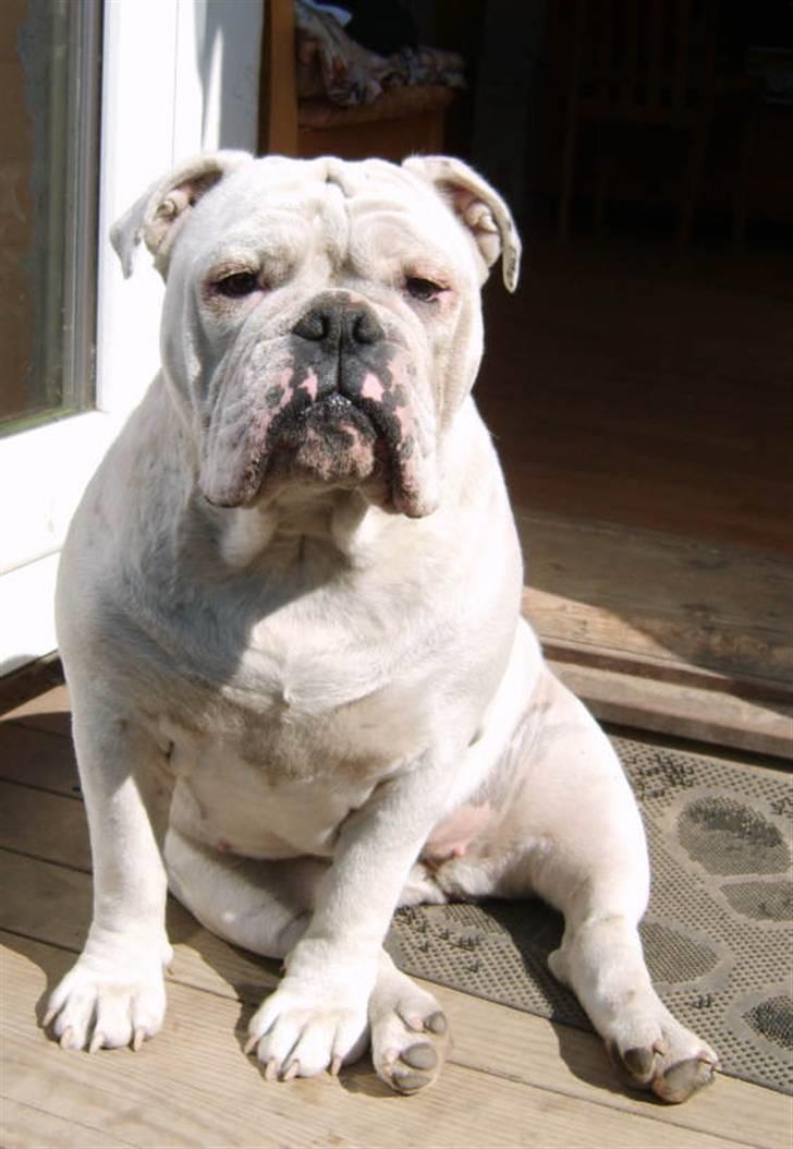 Olde english bulldogge Celest R.I.P billede 20
