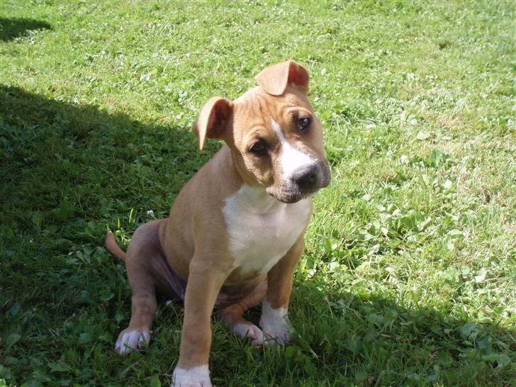 Amerikansk staffordshire terrier jessie billede 1