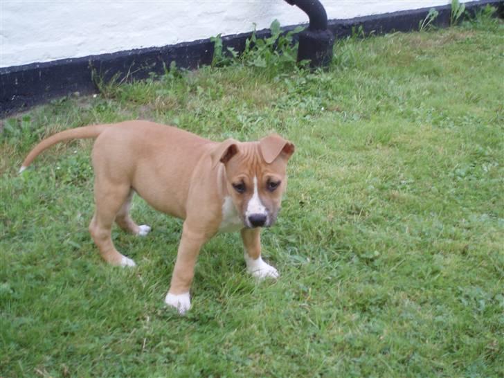 Amerikansk staffordshire terrier jessie billede 2