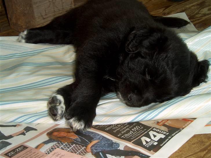 Blanding af racer Milas - Milas sover. (Okt. 2006) Foto: Avler, Anja. billede 12