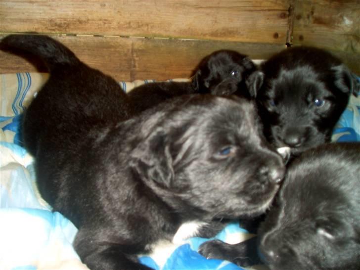 Blanding af racer Milas - Milas og hans brødre. (Sep. 2006) Foto: Avler, Anja. billede 13