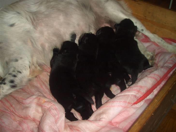 Blanding af racer Milas - 4 på stribe, 2006. Foto: Anja. billede 14