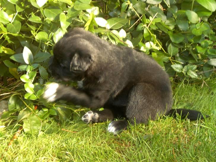 Blanding af racer Milas - Milas 2006. Foto: Anja. billede 15