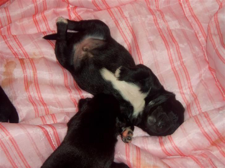 Blanding af racer Milas - Milas 2006. Foto: Anja. billede 16