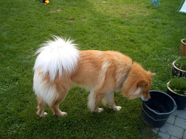 Blanding af racer Milas - Dette er Milas`s far, Athos som er en Eurasier. Foto: Anja. billede 17