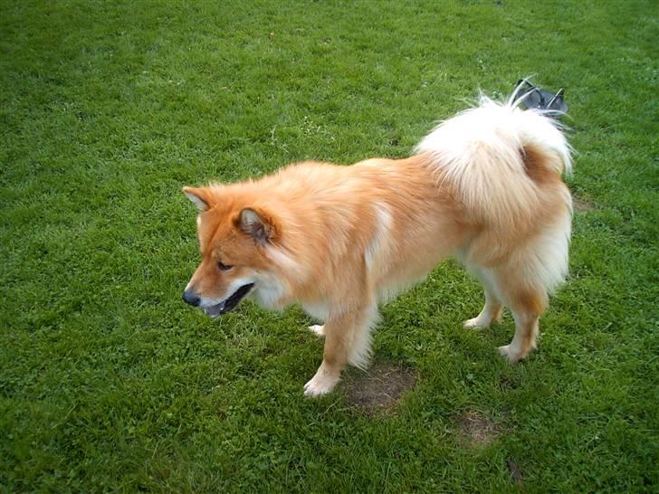 Blanding af racer Milas - Athos Foto: Anja billede 18