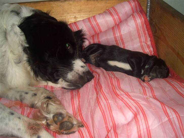 Blanding af racer Milas - Dette er Milas`s mor, Fie som er en Engelsk flatcoted retriver. Foto: Anja. billede 19