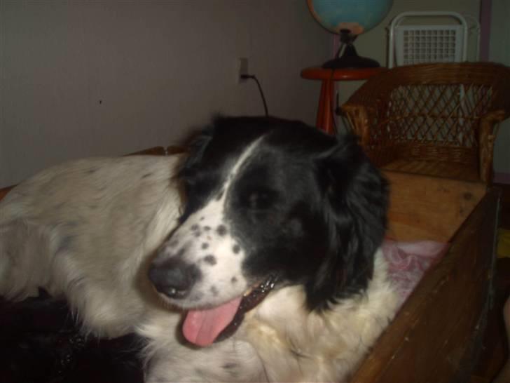 Blanding af racer Milas - Fie. Foto: Anja billede 20