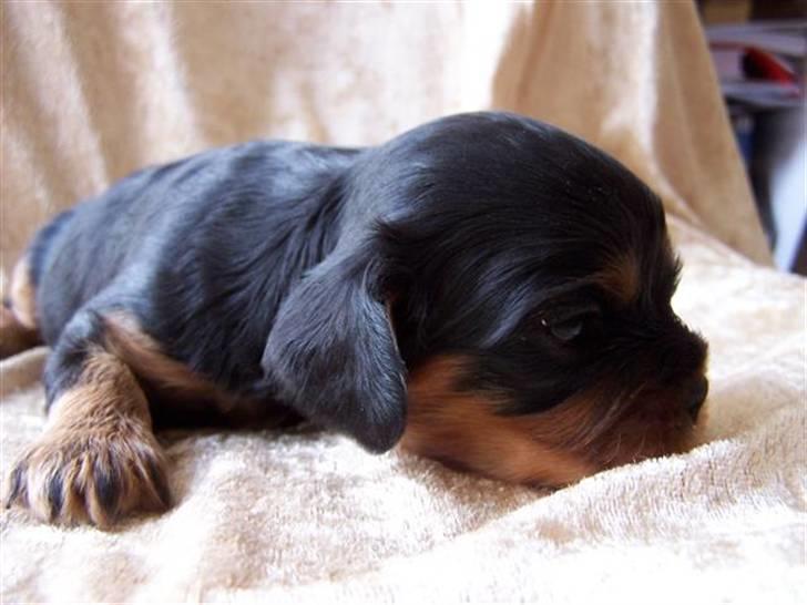 Cavalier king charles spaniel Vega - Lille Vega kun 2 uger billede 4