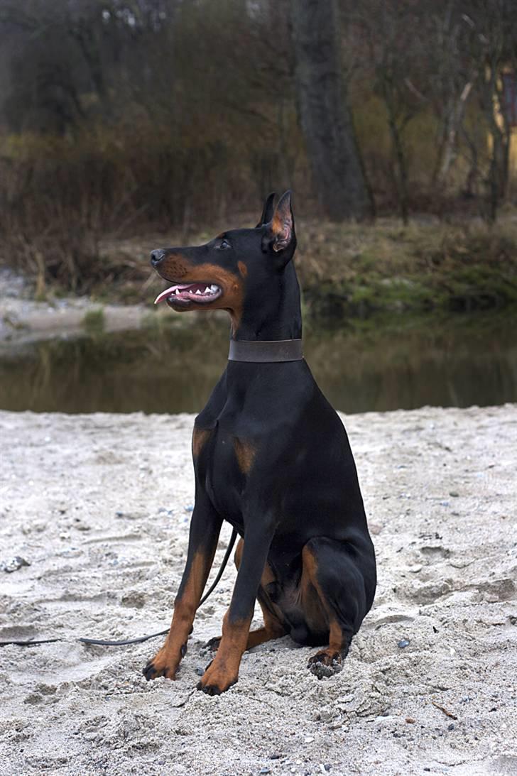 Dobermann E'Hiram Elite House - Hej, velkommen til min profil!! (Pic by Stine Arnholtz - www.CalaArt.dk) billede 2