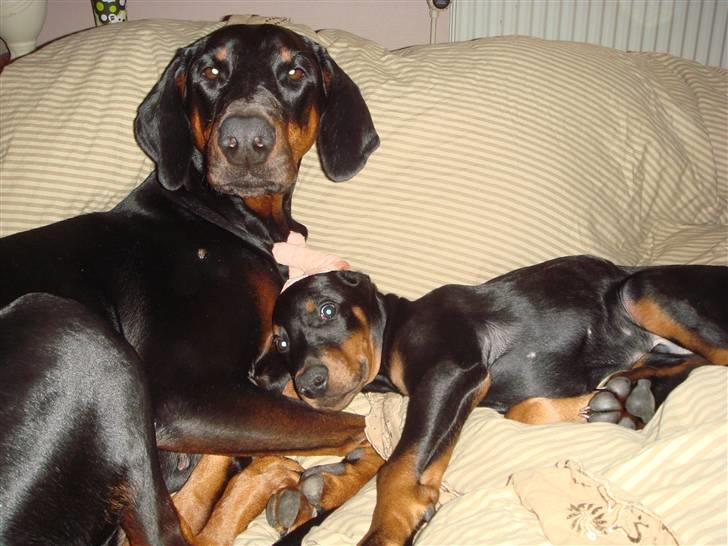Dobermann E'Hiram Elite House - Vi ligger lige og putter! E´Hiram og Belladonna billede 3
