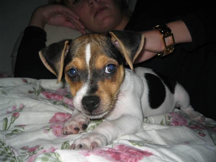 Dansk svensk gaardhund "-Mannfred-" billede 10