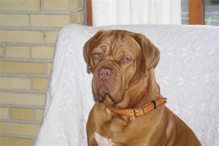 Dogue de bordeaux Betty (sveske) R.I.P.  - Søde Betty billede 1
