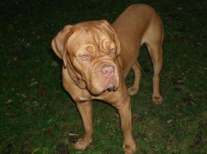 Dogue de bordeaux Betty (sveske) R.I.P.  - hejsa billede 2