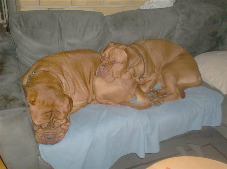 Dogue de bordeaux Betty (sveske) R.I.P.  - hyggestund med Møffedreng billede 3