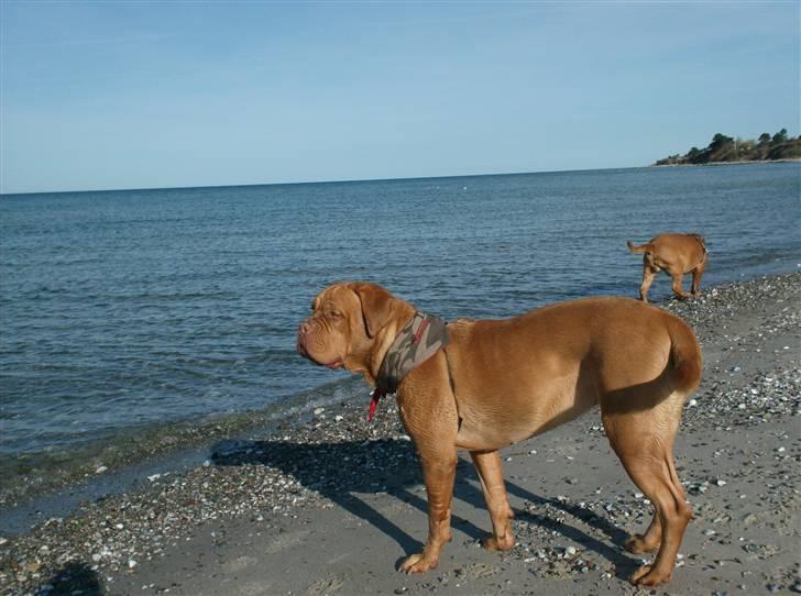 Dogue de bordeaux Betty (sveske) R.I.P.  - hyggetur til stillinge strand billede 4