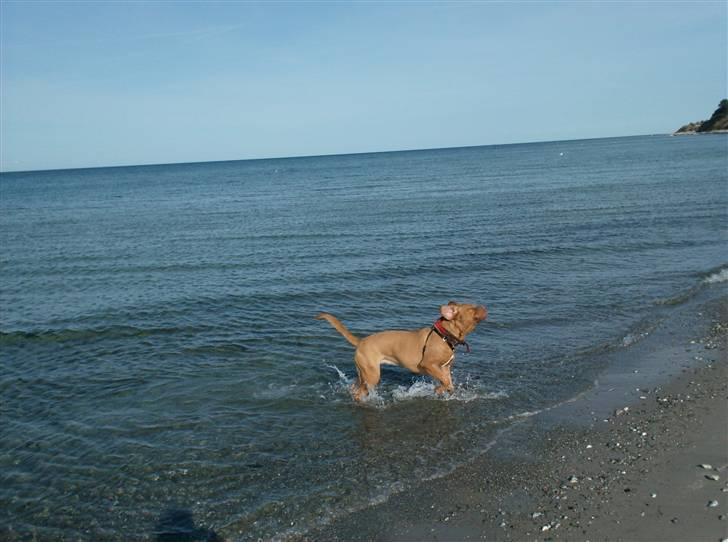 Dogue de bordeaux Betty (sveske) R.I.P.  - kan man bare ikke få lov at ligge i fred billede 5