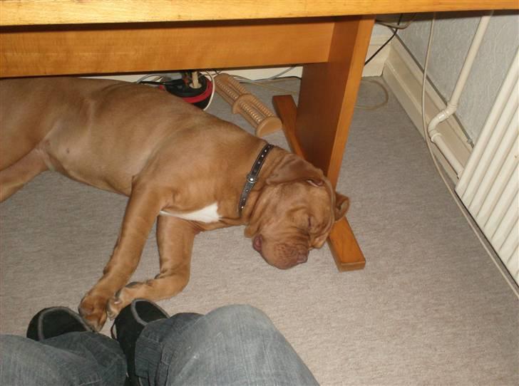 Dogue de bordeaux Betty (sveske) R.I.P.  - prinsessens ynglingsleg ????? billede 6