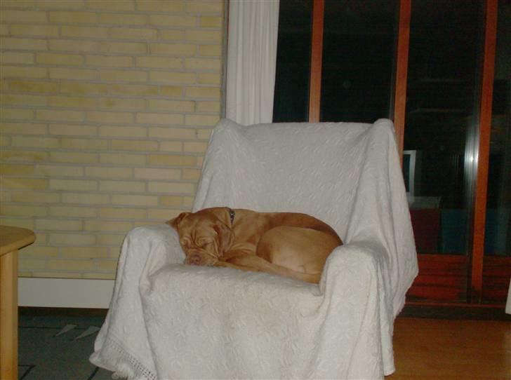 Dogue de bordeaux Betty (sveske) R.I.P.  - sneget sig i møffes stol, lækkert billede 7