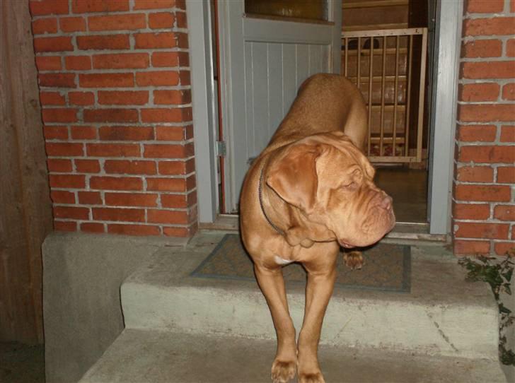 Dogue de bordeaux Betty (sveske) R.I.P.  - Møffe, kom det er mørkt billede 8