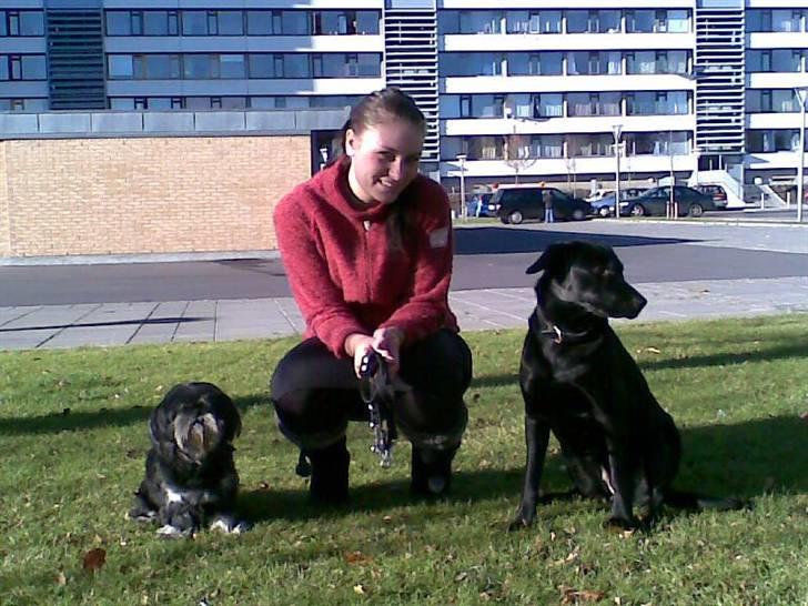 Lhasa apso - kaldenavn Bimmer billede 12