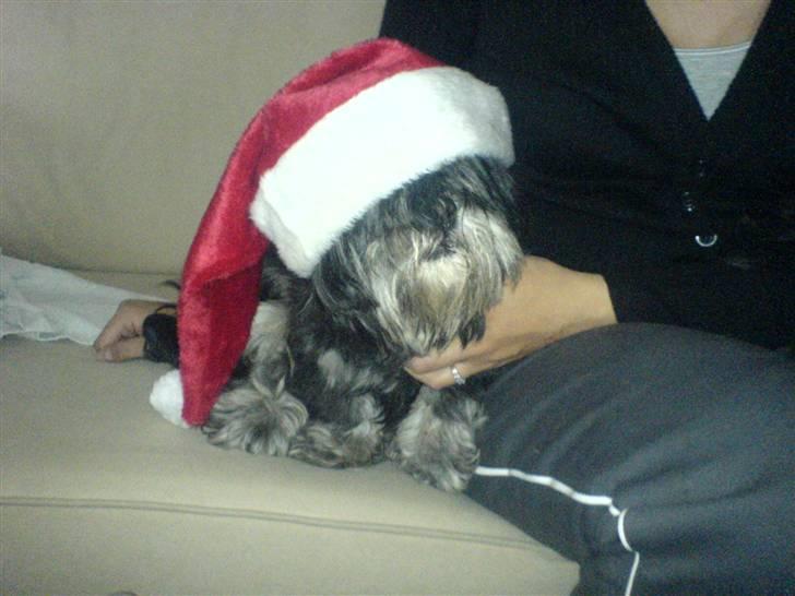 Lhasa apso - kaldenavn Bimmer billede 13