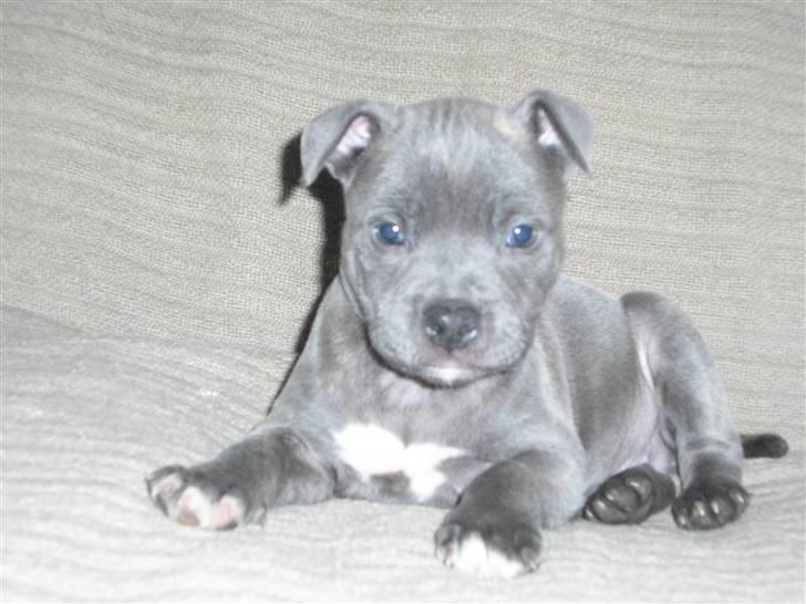 Staffordshire bull terrier Lucifer billede 7