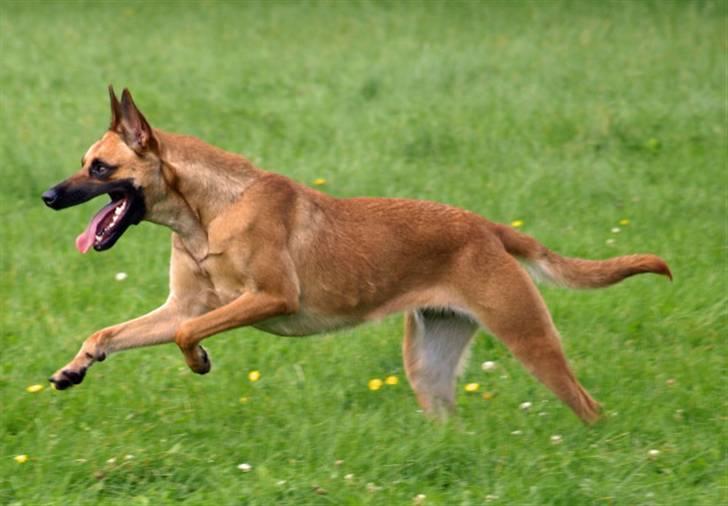 Malinois Fraja van Tessinij*R.I.P. billede 1