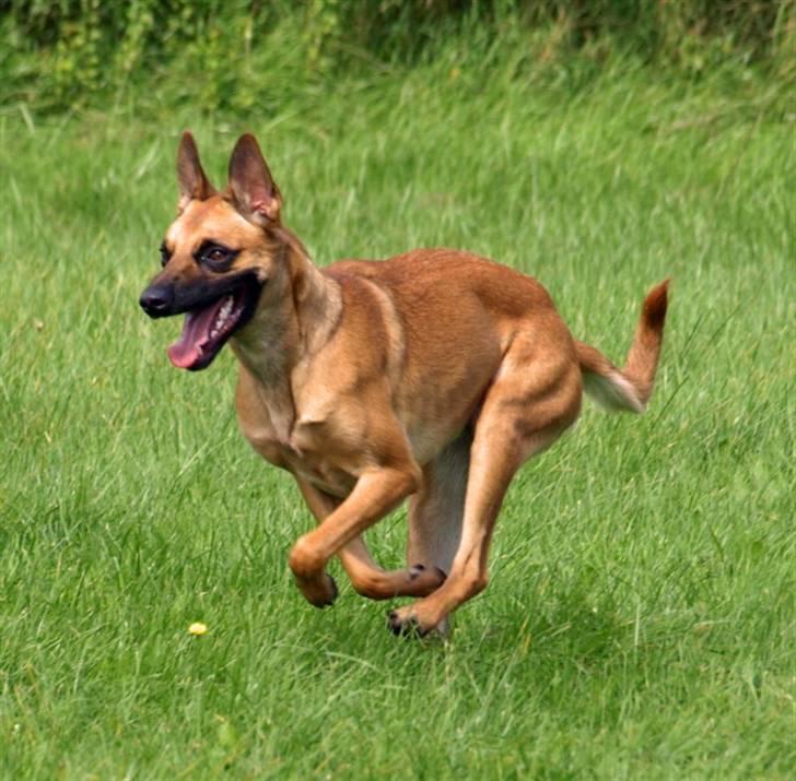 Malinois Fraja van Tessinij*R.I.P. billede 2