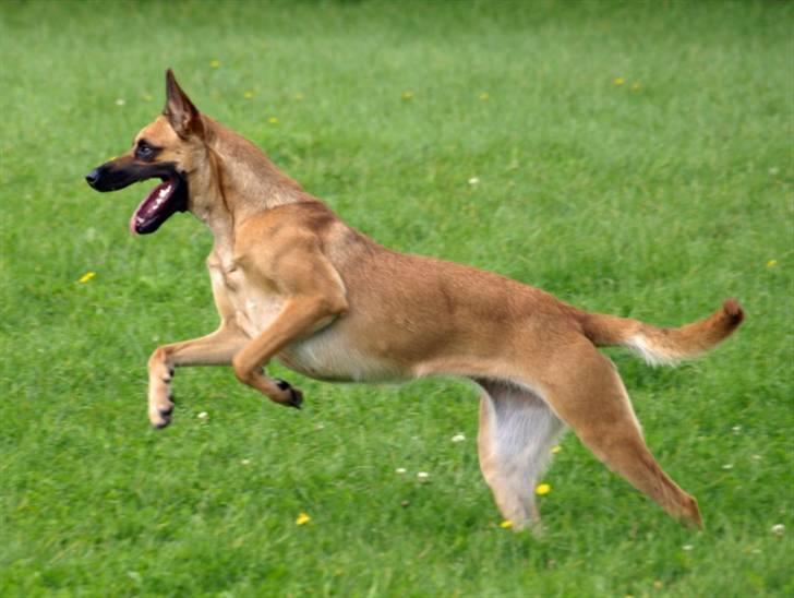 Malinois Fraja van Tessinij*R.I.P. billede 3