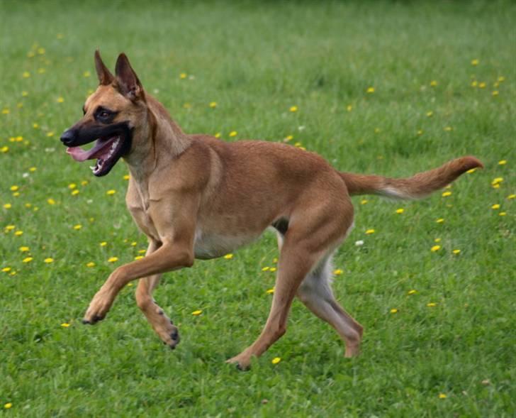 Malinois Fraja van Tessinij*R.I.P. billede 4
