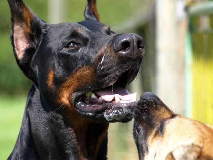 Malinois Fraja van Tessinij*R.I.P. billede 6