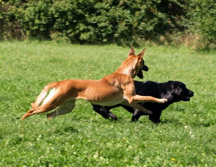 Malinois Fraja van Tessinij*R.I.P. billede 7