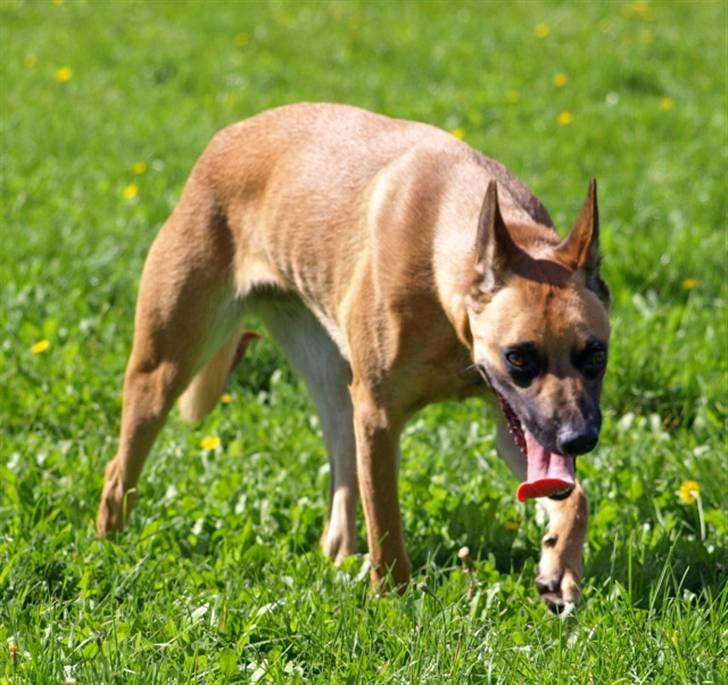 Malinois Fraja van Tessinij*R.I.P. billede 8