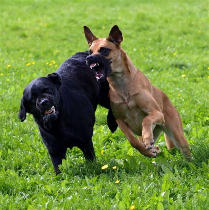 Malinois Fraja van Tessinij*R.I.P. billede 9