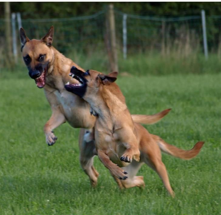 Malinois Fraja van Tessinij*R.I.P. billede 10