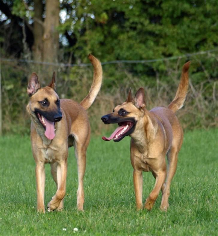 Malinois Fraja van Tessinij*R.I.P. billede 11