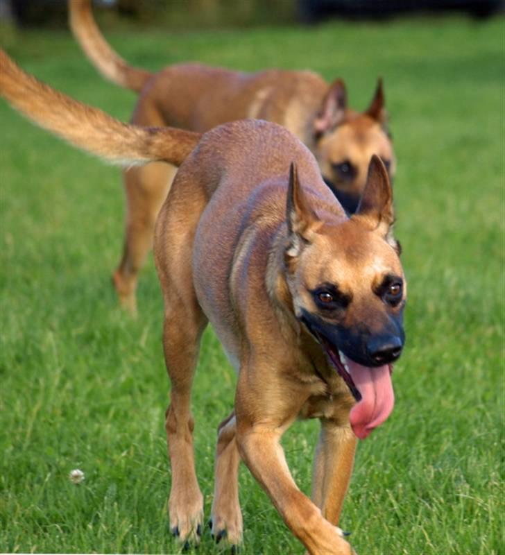 Malinois Fraja van Tessinij*R.I.P. billede 12