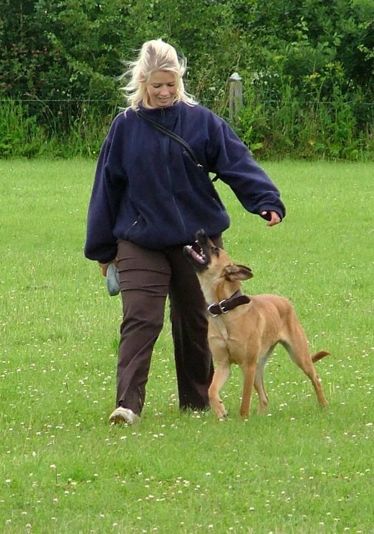 Malinois Fraja van Tessinij*R.I.P. billede 13