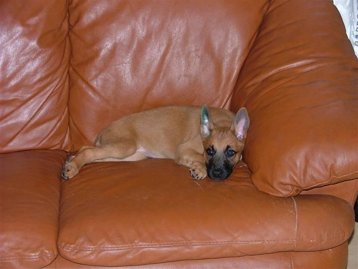 Malinois Fraja van Tessinij*R.I.P. billede 14