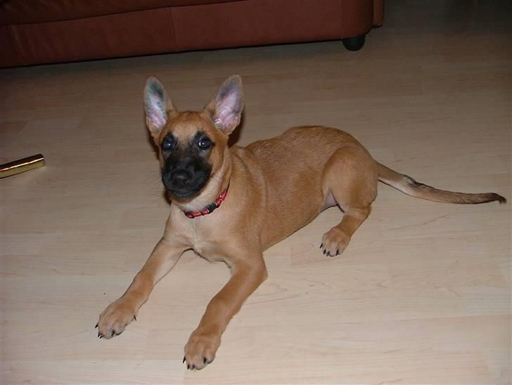Malinois Fraja van Tessinij*R.I.P. billede 15