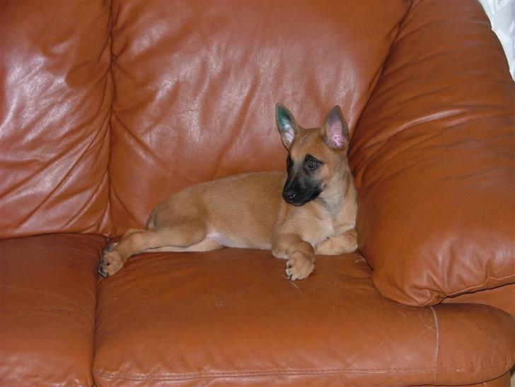 Malinois Fraja van Tessinij*R.I.P. billede 16
