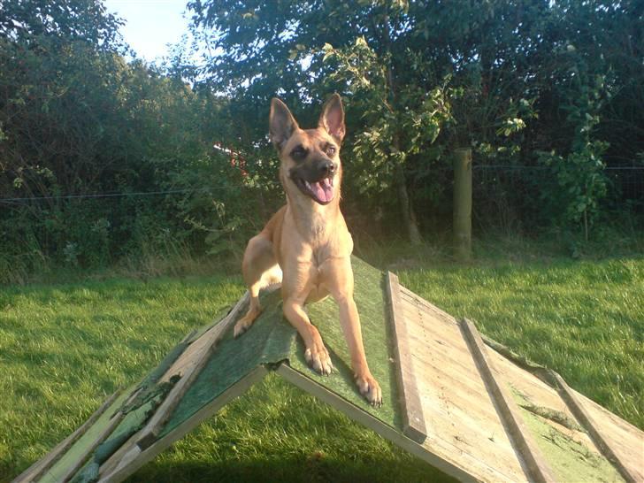 Malinois Fraja van Tessinij*R.I.P. billede 17