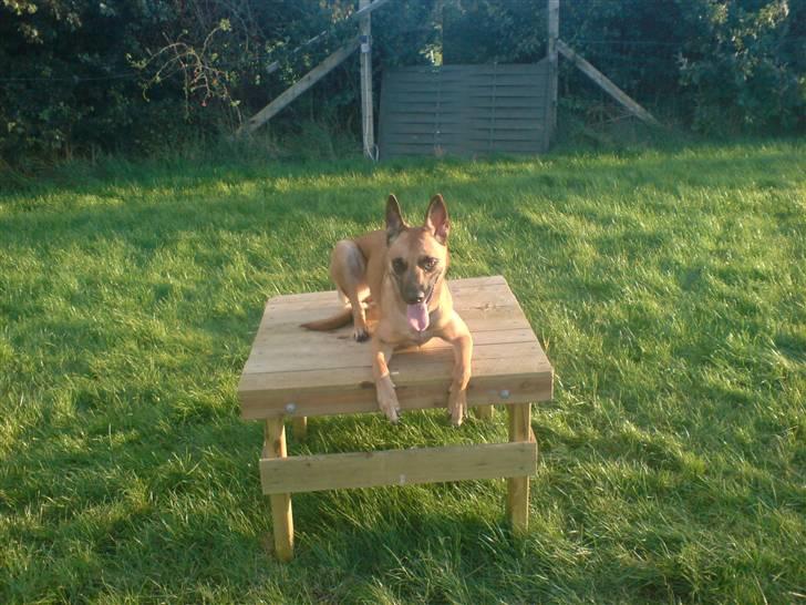 Malinois Fraja van Tessinij*R.I.P. billede 18