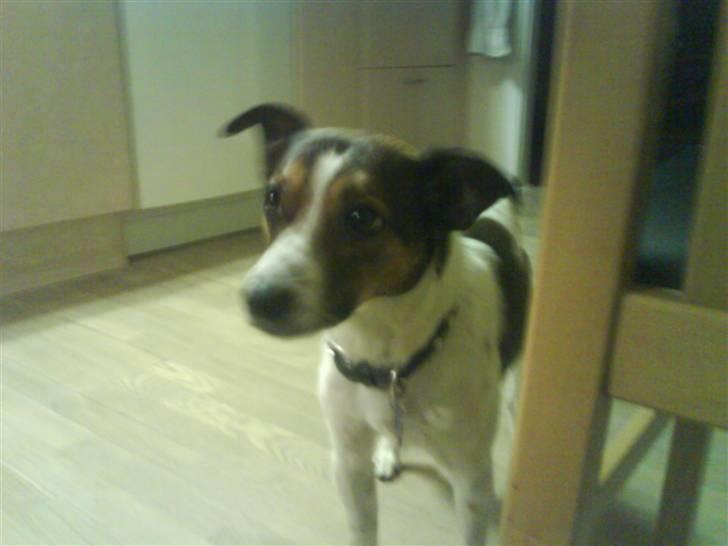 Blanding af racer Charlie - Det er spændene når mormor laver mad. billede 11