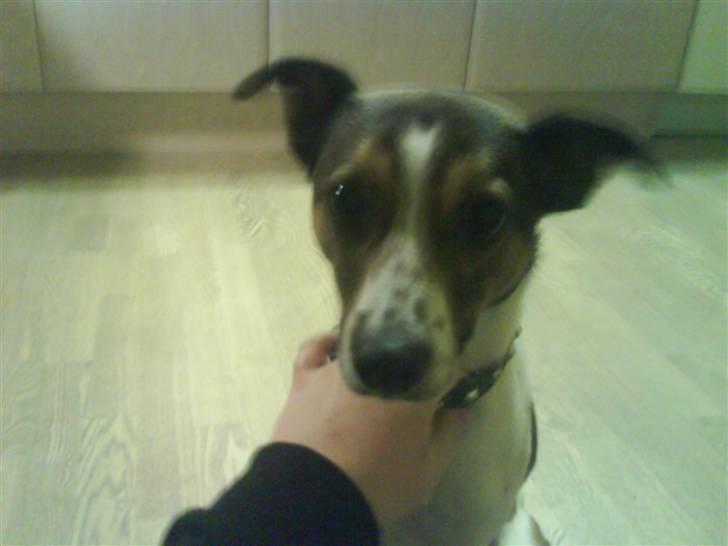 Blanding af racer Charlie - hej mor, ser jeg sød nok ud? billede 12