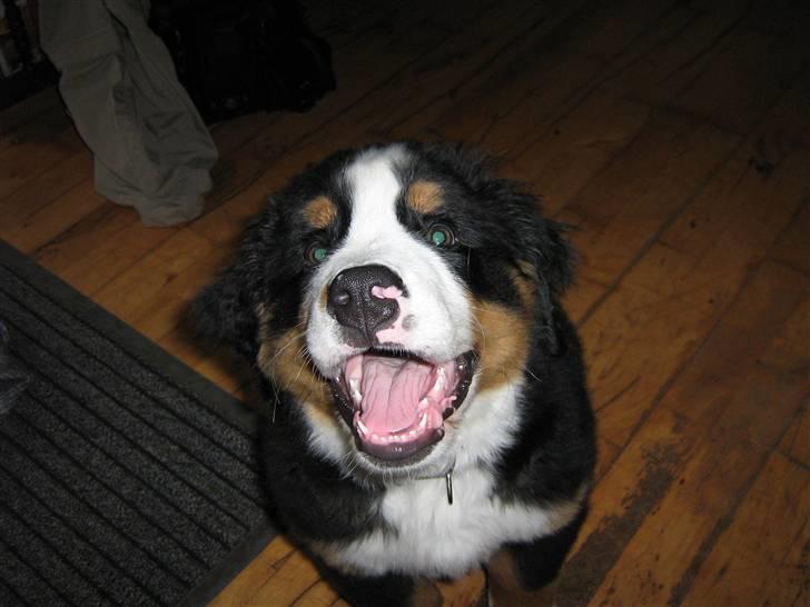 Berner sennenhund Anton - d 18/11 billede 18