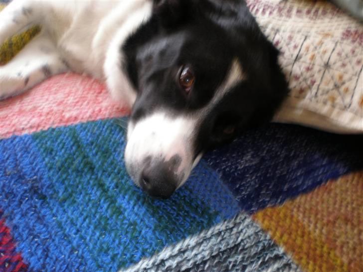 Border collie Myra <33  - sove sove sove !  billede 11