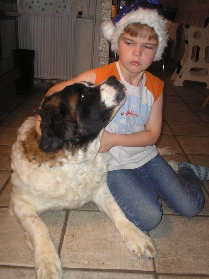 Sankt bernhardshund trine R I P 09- billede 4