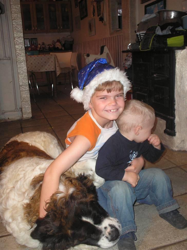 Sankt bernhardshund trine R I P 09- billede 5